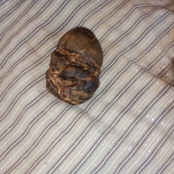 Shrunken hyper boring head with Crystal eye. - Picture 4 of 4